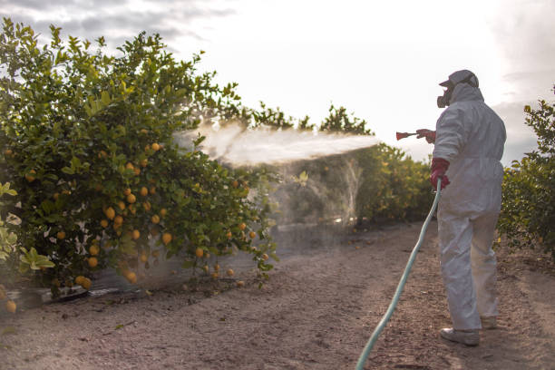 Best Wasp Removal Services  in Barre, VT